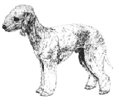 Dogs New Zealand - Bedlington Terrier - Information and NZ Breed Standards